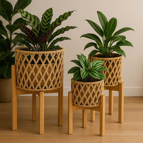 Three potted plants in woven baskets on wooden stands against a neutral wall.